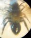 andrena 003 A.jpg