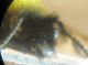 andrena 016 A.jpg
