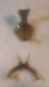 andrena 013 A.jpg