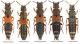 Platydracus (2).jpg