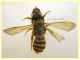 Halictus scabiosae femmina 14 mm. - Anzio 29.5.2024 - (1).JPG