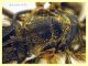 Halictus scabiosae femmina 14 mm. - Anzio 29.5.2024 - (6).JPG