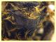 Halictus scabiosae femmina 14 mm. - Anzio 29.5.2024 - (2).JPG