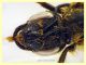 Halictus scabiosae femmina 14 mm. - Anzio 29.5.2024 - (5).JPG