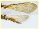 Halictus scabiosae femmina 14 mm. - Anzio 29.5.2024 - (4).JPG