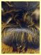 Halictus scabiosae femmina 14 mm. - Anzio 29.5.2024 - (3).JPG