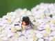 chrysididae-da-ident-02.jpg