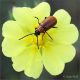 Chrysomelidae-sp-20240529-003-JMQf.jpg