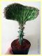 crisalide lepidottero 9 mm. su Euphorbia lactea forma cristata - Olbia SS 15.6.2024 - (4).JPG