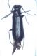 Dasytes_nigrocyaneus ridotta.jpg