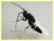 Eurytoma sp. maschio Eurytomidae 3 mm. - Anzio 17.6.2024 - (3).JPG