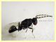 Eurytoma sp. maschio Eurytomidae 3 mm. - Anzio 17.6.2024 - (1).JPG