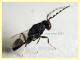 Eurytoma sp. maschio Eurytomidae 3 mm. - Anzio 17.6.2024 - (2).JPG
