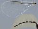 Eurytoma sp. maschio Eurytomidae 3 mm. - Anzio 17.6.2024 - (5).JPG