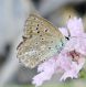 IMG_9153Licenide forum.jpg