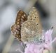 IMG_9158 licenide forum.jpg