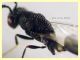 Eurytoma sp. maschio Eurytomidae 3 mm. - (68).JPG