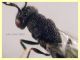 Eurytoma sp. maschio Eurytomidae 3 mm. - (57).JPG