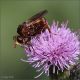 dittero-spB-20240622-006-JQf.jpg