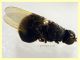 Pachygaster atra predata da Crabronidae - Anzio 25.6.2024 - (1).JPG