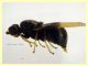 Pachygaster atra predata da Crabronidae - Anzio 25.6.2024 - (2).JPG