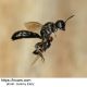 crossocerus-megacephalus_1je.jpg