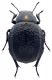 Pimelia sp.2.jpg