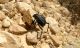Adesmia sp Wadi Araba HKJ 23-03-24 357a.jpg