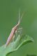 DSC_6229a.jpg