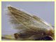 Oegoconia sp. - ala 5,8 mm. - Anzio 14.6.2024 - (2).JPG