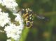 leucospis antenne rosse e.jpg