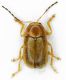 Chryptocephalus_Serrone_21-VIII-2010.jpg