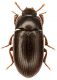 Tenebrionidae_Serrone_21-VIII-2010.jpg
