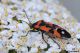 rhinocoris iracundus62.jpg