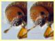 Dactylotrypes longicollis 2,1 mm. - Anzio 9.7.2024 - (10).JPG
