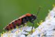 rhinocoris iracundus60.jpg