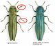 Forum Entomologi Italiani • View topic - Agrilus suvorovi Obenberger 1935 - Sasso Marconi (BO).jpg