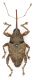 Curculio_Serrone_21-VIII-2010_10mm.jpg