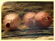 prob. Toumeyella parvicornis su tronco secco prob. Eucalipto 6x6 mm. - Anzio 1.7.2024 -  (1).JPG
