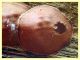 prob. Toumeyella parvicornis su tronco secco prob. Eucalipto 6x6 mm. - Anzio 1.7.2024 -  (2).JPG