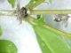 emittero Arsego 22.07,24 su Photinia cf Ricania speculum-0002 mod.jpg