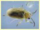 Monoxia obesula 3 mm. - Marechiaro 30.7.2024 - (6).JPG