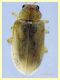 Monoxia obesula 3 mm. - Marechiaro 30.7.2024 - (3).JPG