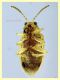 Monoxia obesula 3 mm. - Marechiaro 30.7.2024 - (5).JPG