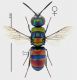 Chrysis semicincta tricolor femminarid.jpg