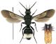Mutillidae 16 Tichka.jpg