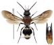 Mutillidae 14 Tichka.jpg
