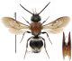 Mutillidae 17 Tichka.jpg