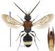 Mutillidae 18 Tichka.jpg