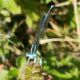 Platycnemis pennipes_maschio (2).jpg